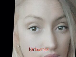 Harlowrose